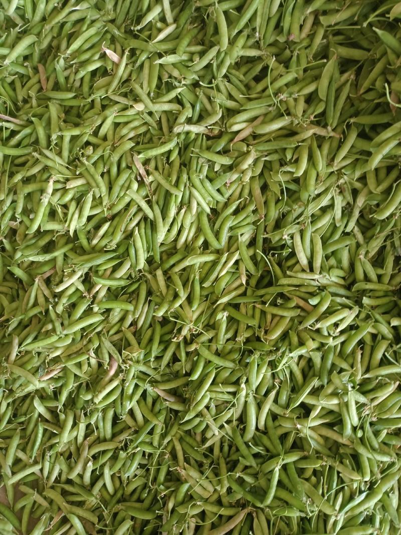 豌豆荚