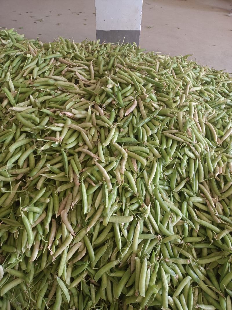 豌豆荚
