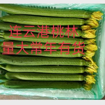 丝瓜，精品鲜花丝瓜，江苏连云港丝瓜，大量上市，质量保证