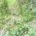 纯野生夏枯球山沟沟里头的天然货源需要的请下单