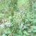 纯野生夏枯球山沟沟里头的天然货源需要的请下单