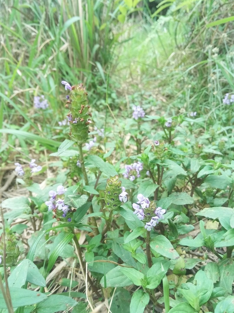 纯野生夏枯球山沟沟里头的天然货源需要的请下单
