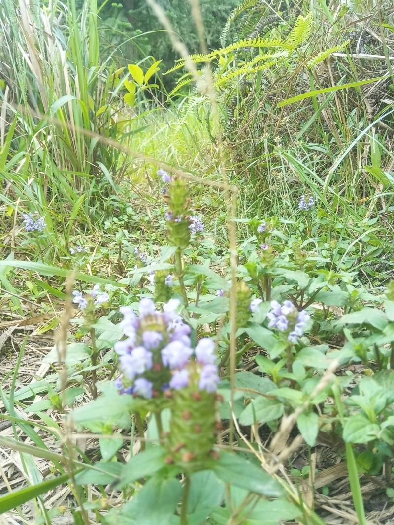 纯野生夏枯球山沟沟里头的天然货源需要的请下单