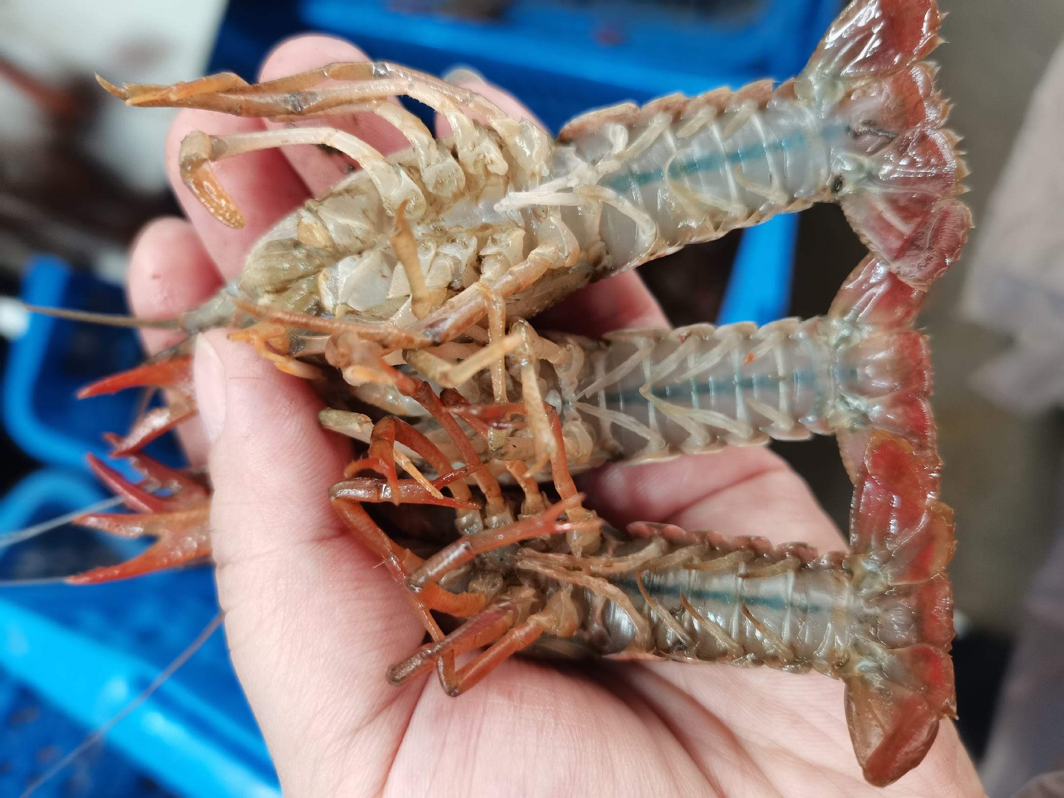 图片说明:展示小龙虾与澳洲龙虾在餐桌上的摆盘对比,突出两者在外观和颜色上的相似之处 小龙虾与澳洲龙虾餐桌对比