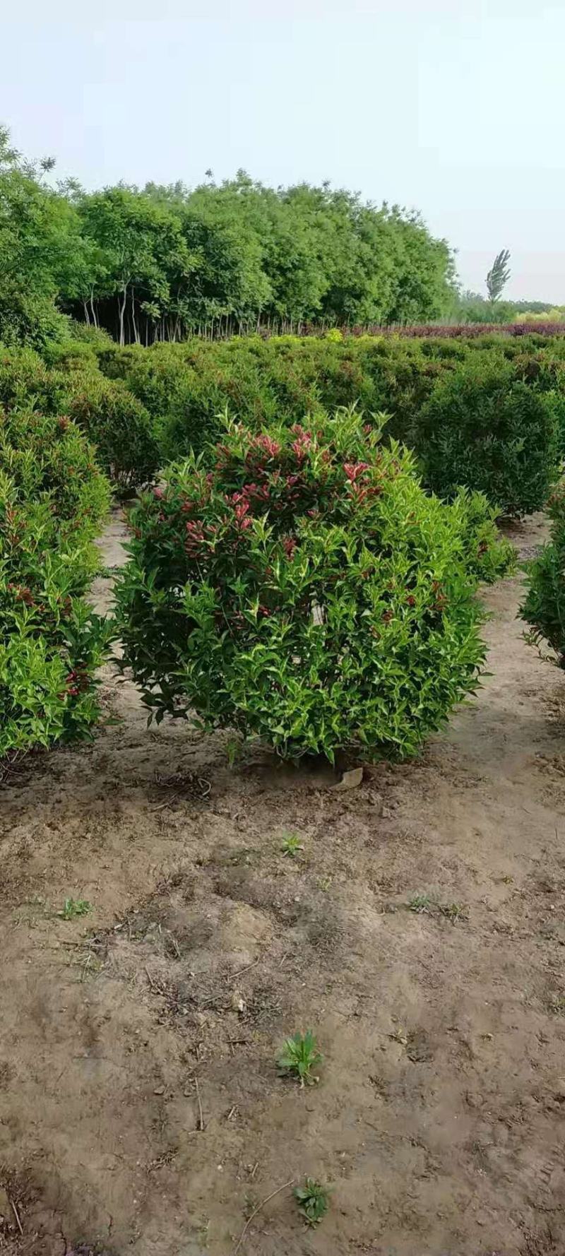 河北红王子锦带球，河北红王子锦带球绿化工程苗