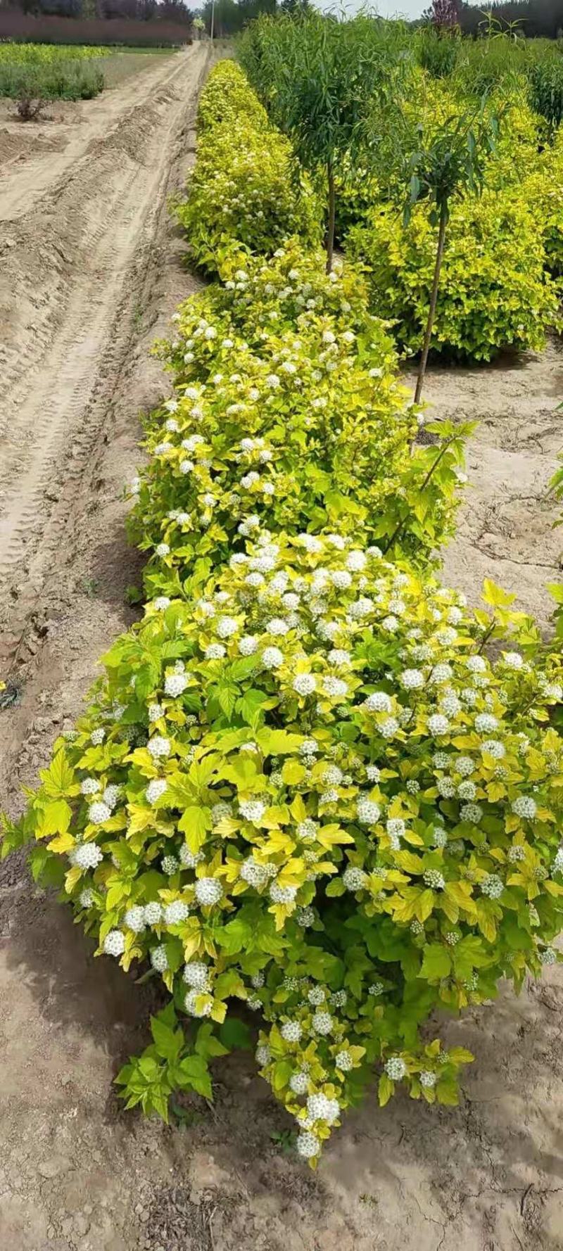 河北定州金叶风箱果球，80---1米绿化工程