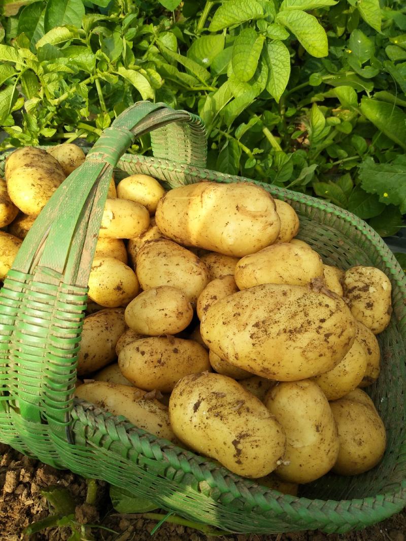 湖北当阳土豆大量供应通货3两以上无虫眼无青头量大优惠