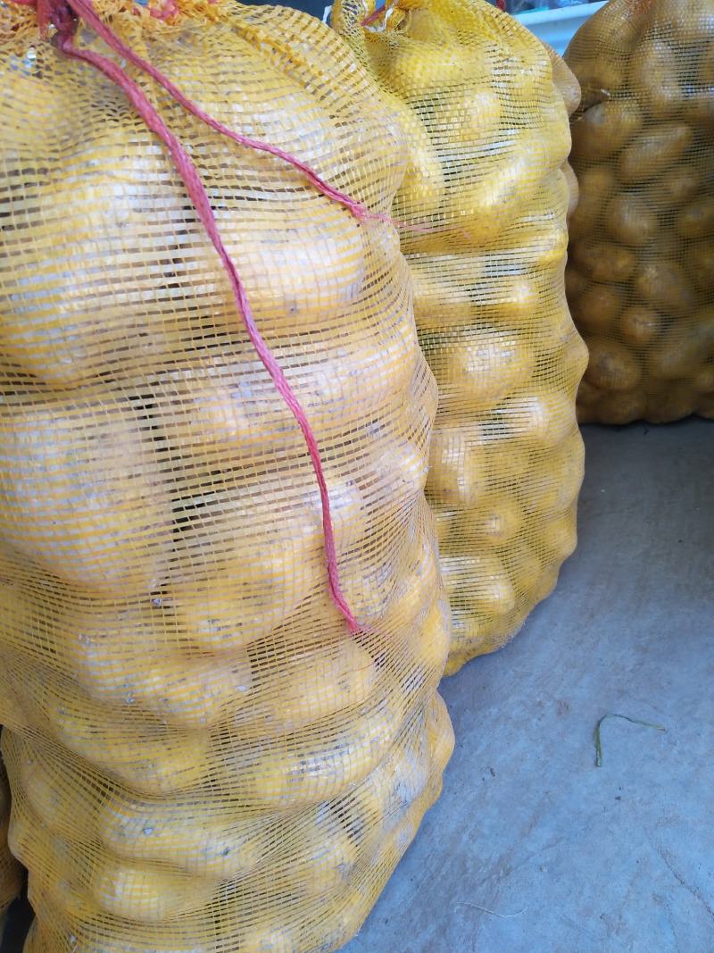 湖北当阳土豆大量供应通货3两以上无虫眼无青头量大优惠