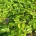 湖北当阳土豆大量供应通货3两以上无虫眼无青头量大优惠