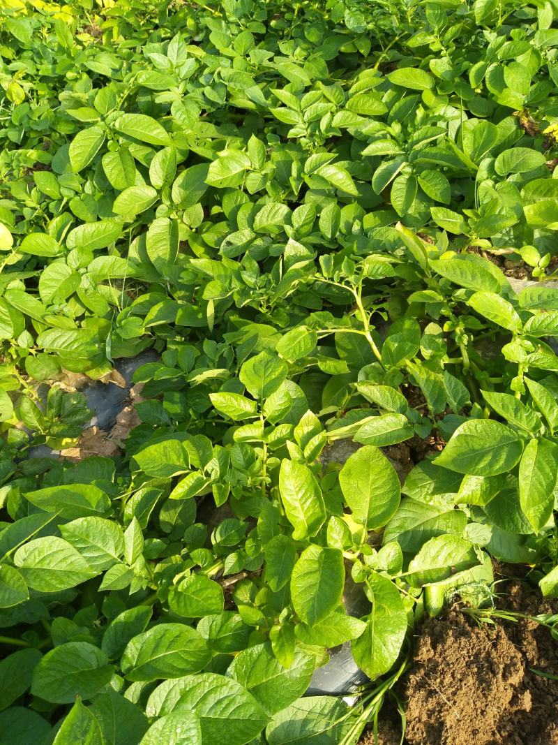 湖北当阳土豆大量供应通货3两以上无虫眼无青头量大优惠