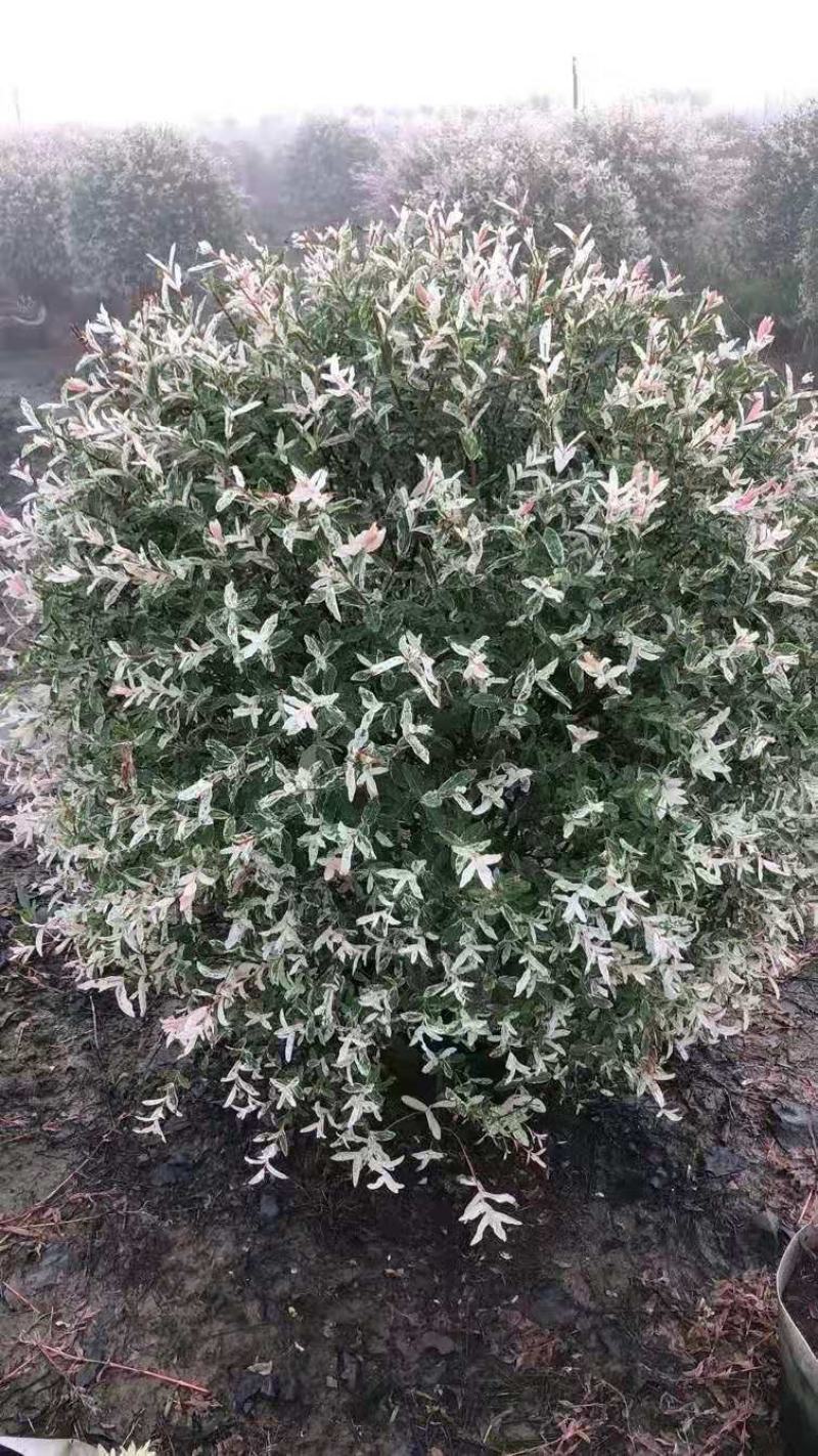 彩叶杞柳，园林景观优选树种，色块用苗，点缀优选，一手货源