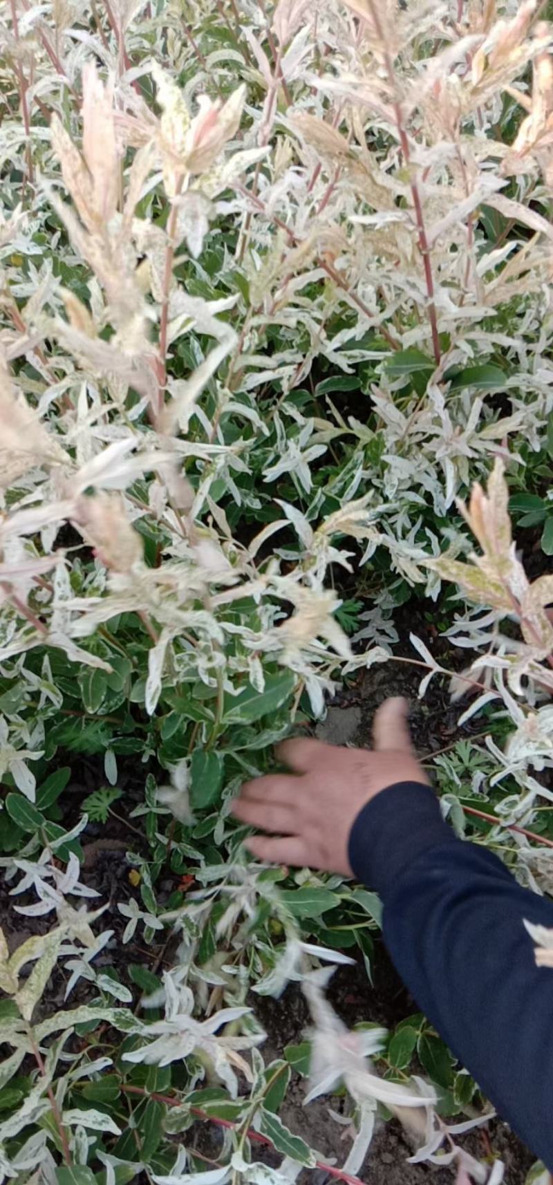 彩叶杞柳，园林景观优选树种，色块用苗，点缀优选，一手货源