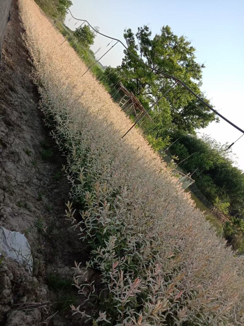 彩叶杞柳，园林景观优选树种，色块用苗，点缀优选，一手货源