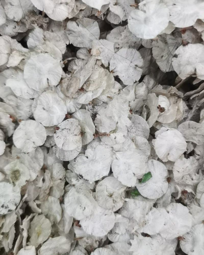 白榆种子