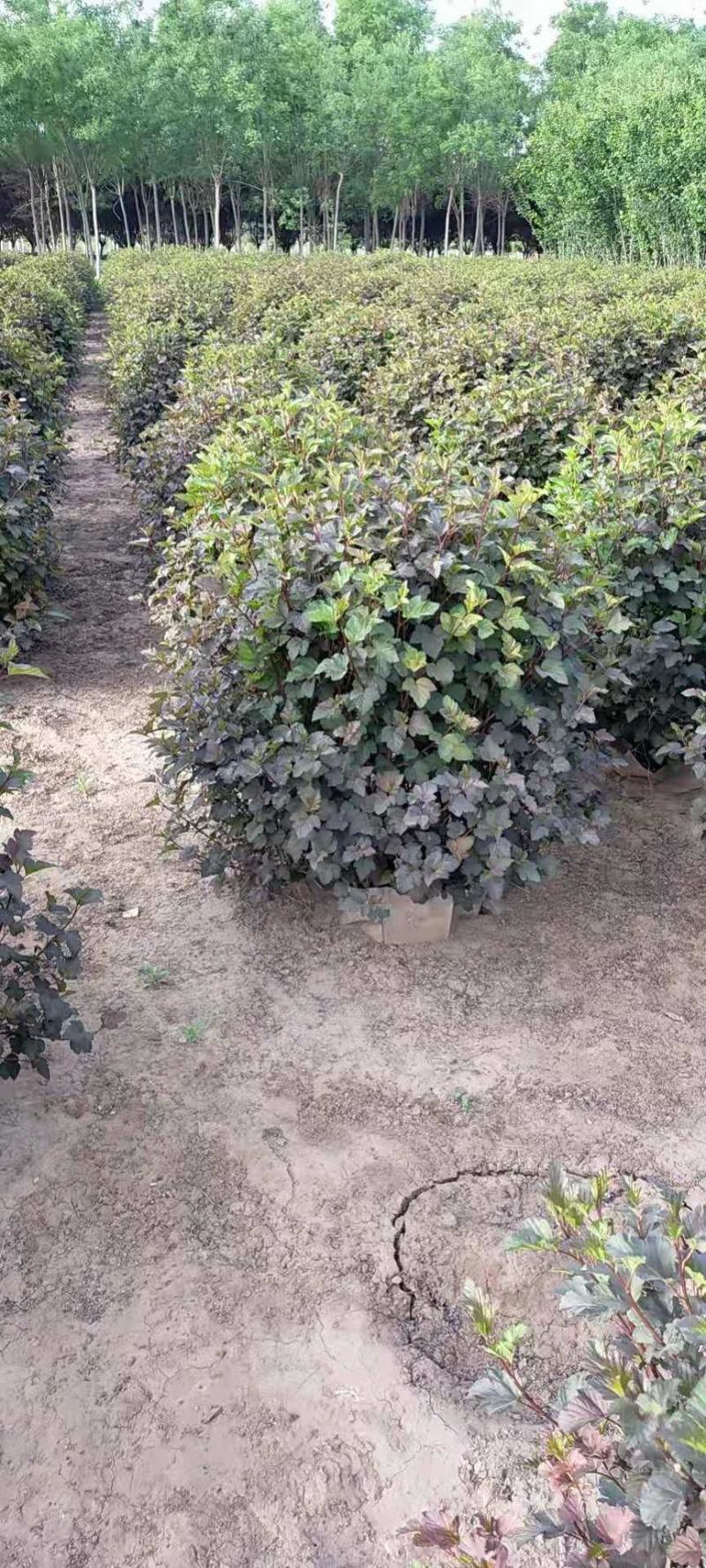 河北定州紫叶风箱果球，80--1米绿化工程苗