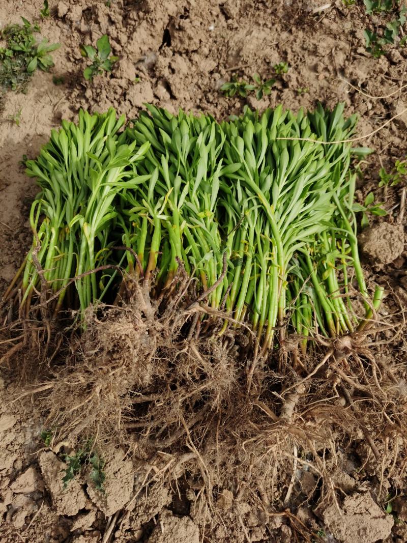 养心菜苗费菜苗高钙菜苗根系好15公分高保成活