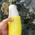 惠民麻店主产地，博洋系列甜瓜大量上市