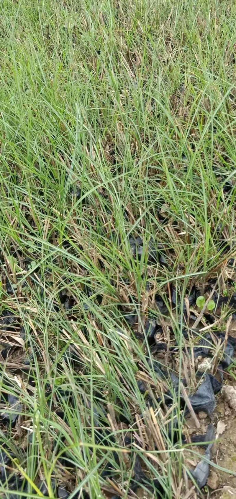 细叶芒小皮桶大杯小杯苗圃直发，价格低质量好