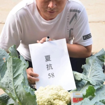 夏抗58免盖球松花菜耐热耐雨耐晒，面白青梗