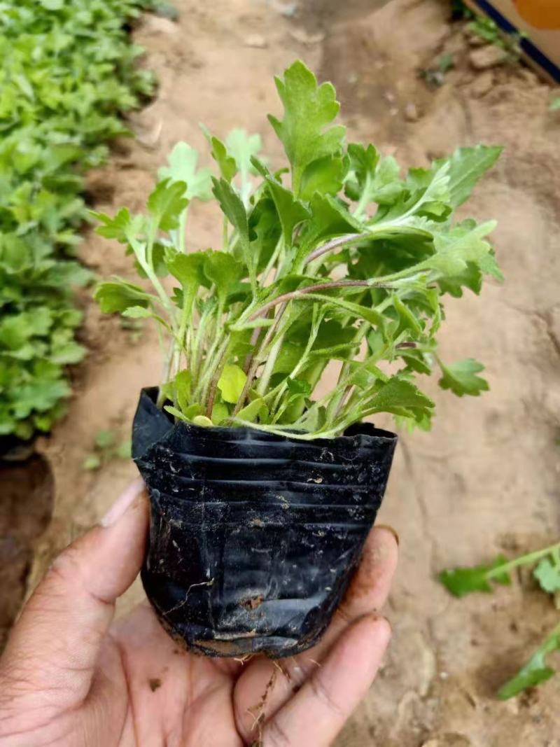 地被菊苗圃直发，价格低各种高度都有