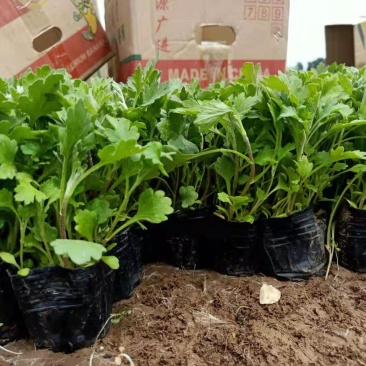 地被菊苗圃直发，价格低各种高度都有