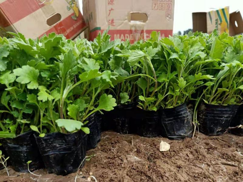 地被菊苗圃直发，价格低各种高度都有