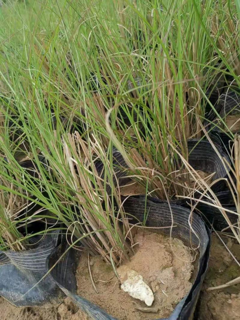 银边芒花叶芒大小盆都有价格低质量好苗圃直发
