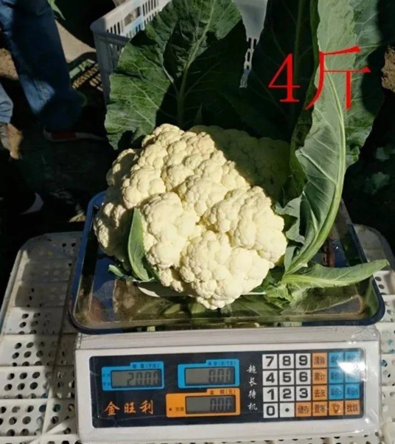 夏抗60松花菜耐热耐雨耐晒不盖球也很白六月播种