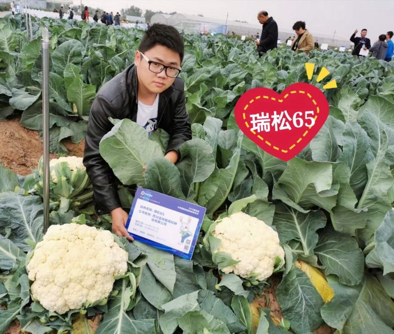 夏抗60松花菜耐热耐雨耐晒不盖球也很白六月播种