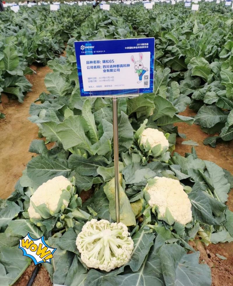 夏抗60松花菜耐热耐雨耐晒不盖球也很白六月播种