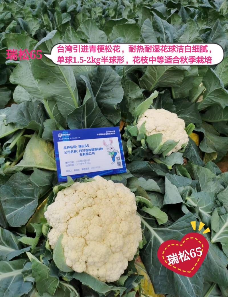 夏抗60松花菜耐热耐雨耐晒不盖球也很白六月播种