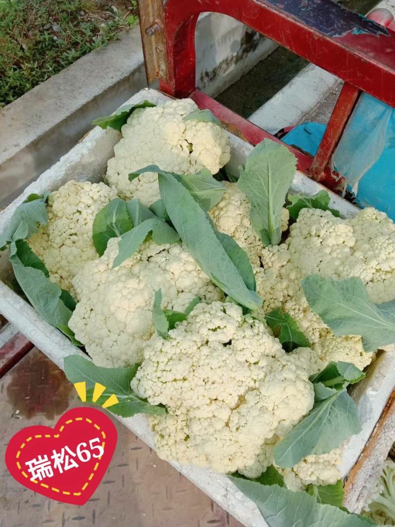 夏抗60松花菜耐热耐雨耐晒不盖球也很白六月播种