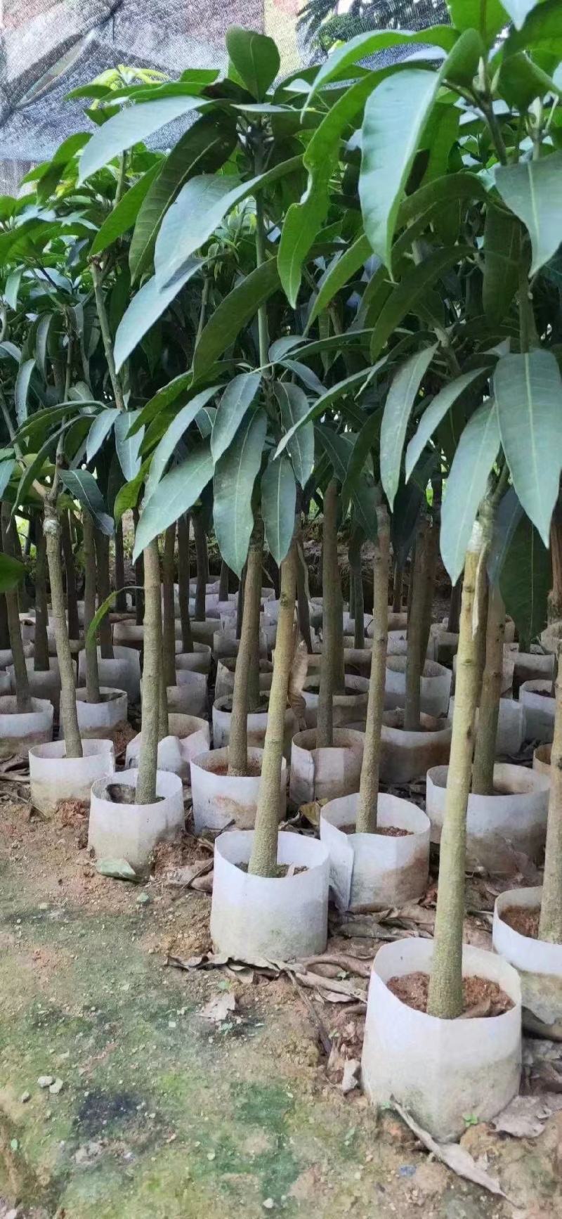 金煌芒果苗大青芒果苗芒果嫁接苗2年带土带叶发货包邮