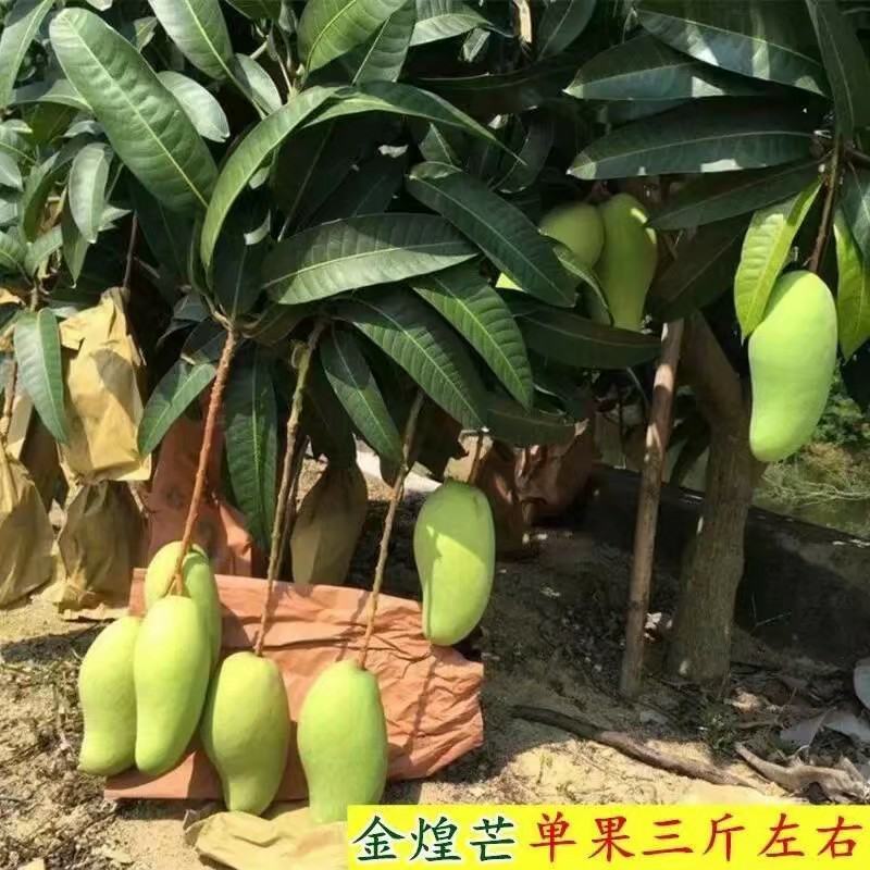 金煌芒果苗大青芒果苗芒果嫁接苗2年带土带叶发货包邮