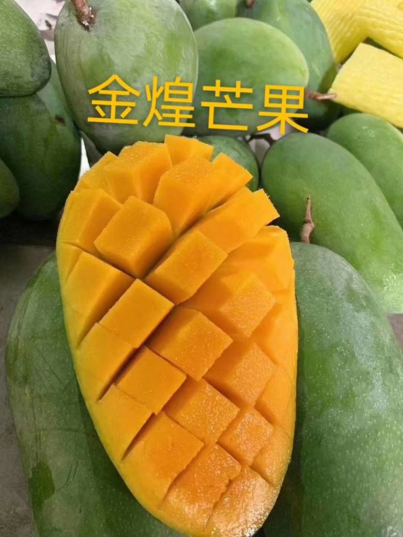 金煌芒果苗大青芒果苗芒果嫁接苗2年带土带叶发货包邮