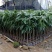 金煌芒果苗大青芒果苗芒果嫁接苗2年带土带叶发货包邮