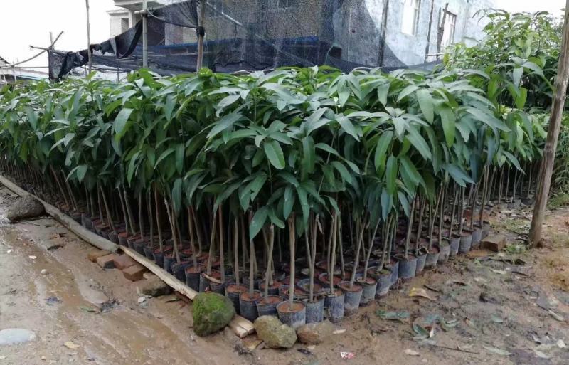金煌芒果苗大青芒果苗芒果嫁接苗2年带土带叶发货包邮
