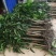 金煌芒果苗大青芒果苗芒果嫁接苗2年带土带叶发货包邮