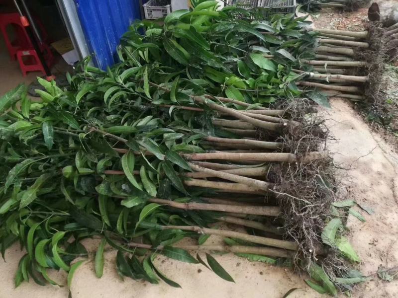 金煌芒果苗大青芒果苗芒果嫁接苗2年带土带叶发货包邮