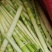 江西彭泽竹竿3.0米每捆50根，坚韧耐用，肉厚有弹性。