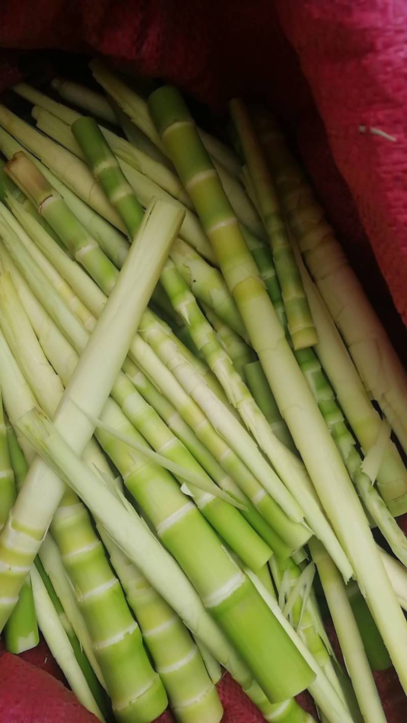 江西彭泽竹竿3.0米每捆50根，坚韧耐用，肉厚有弹性。