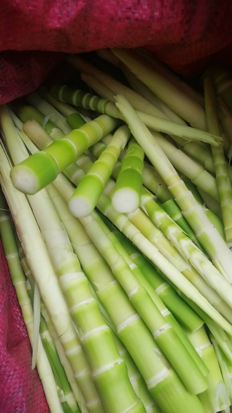 江西彭泽竹竿3.0米每捆50根，坚韧耐用，肉厚有弹性。
