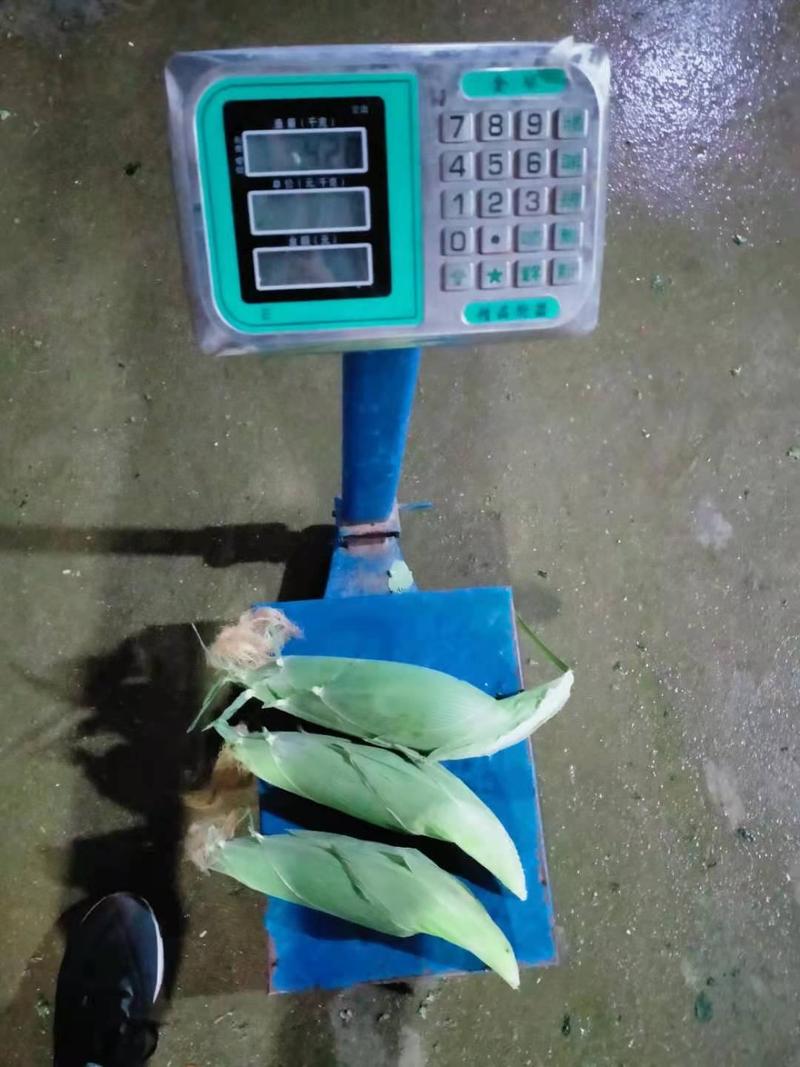 福建省漳州市龙海基地大量玉米上市商超对接