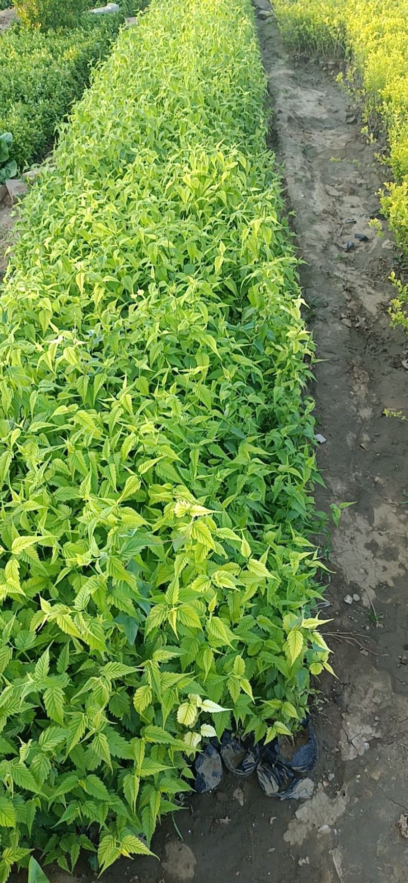 山东棣棠种植基地对外批发