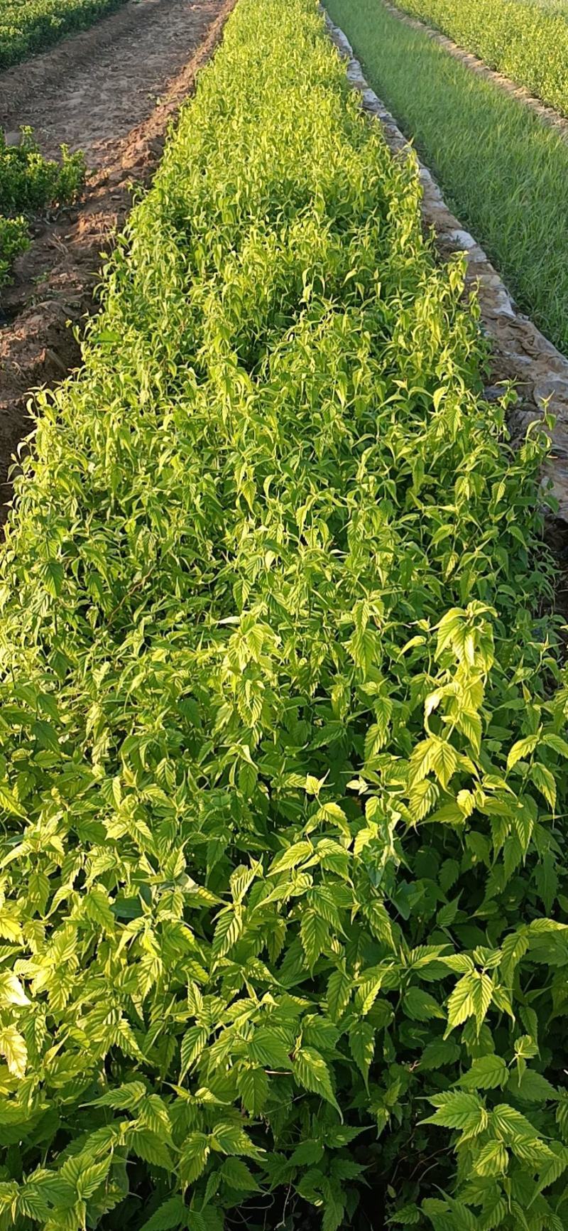 山东棣棠种植基地对外批发