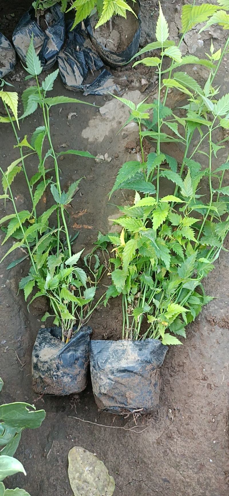 山东棣棠种植基地对外批发