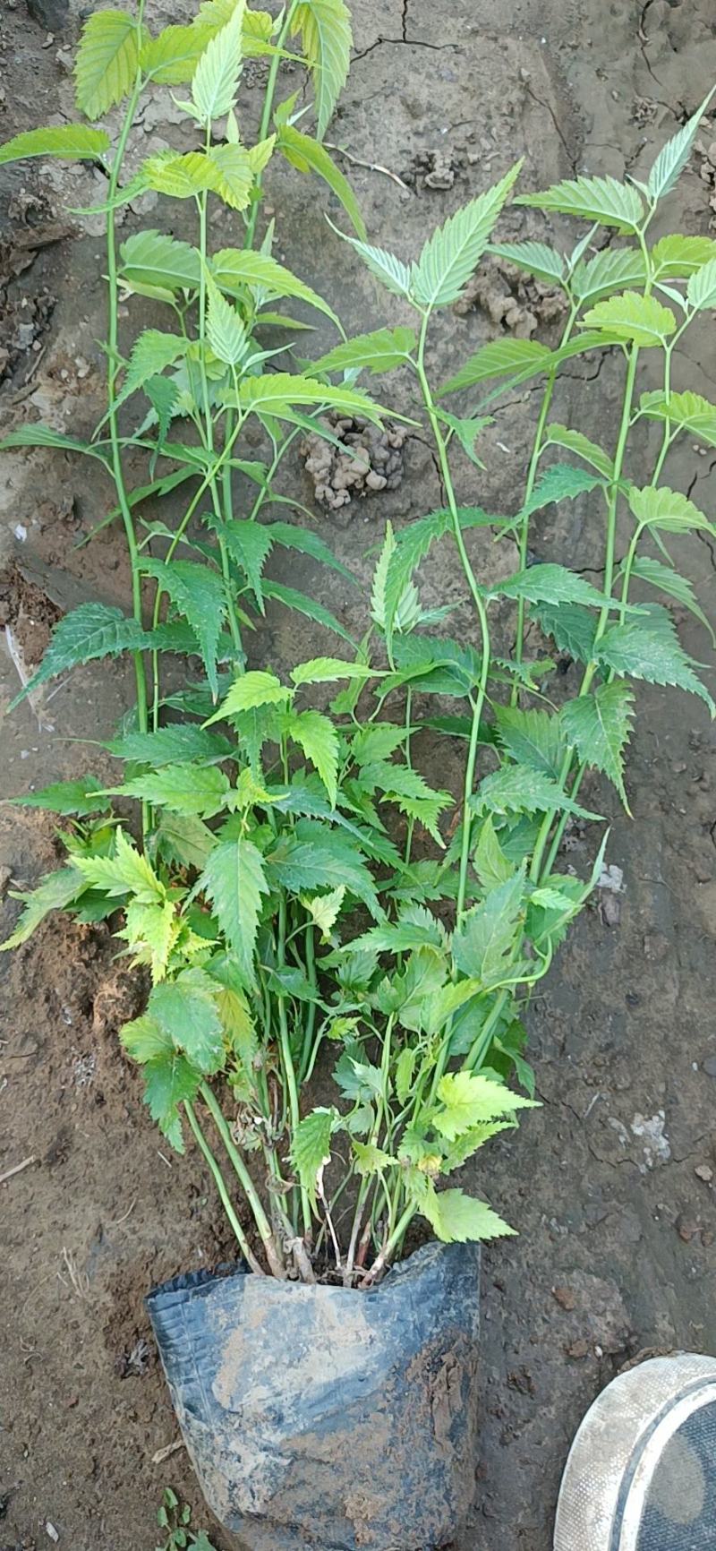 山东棣棠种植基地对外批发