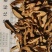 泽润中药批发供应枳壳肤炒枳壳正品江西枳壳