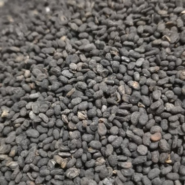 泽润中药批发供应补骨脂过风无杂质