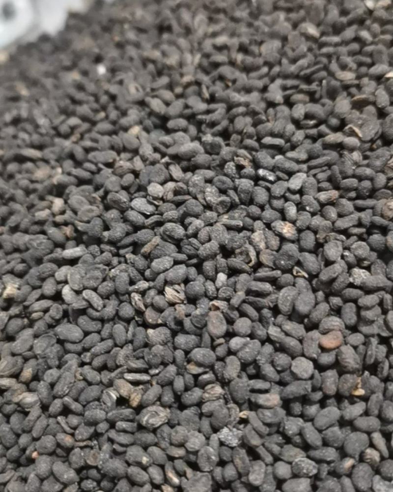 泽润中药批发供应补骨脂过风无杂质